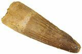 Fossil Spinosaurus Tooth - Real Dinosaur Tooth #296904-1